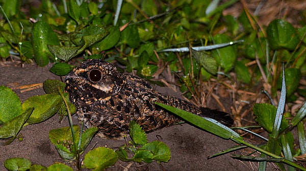 Bird on ground between plants